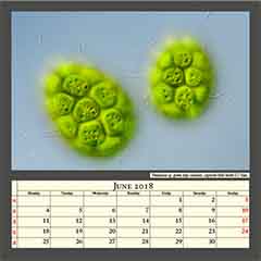 Pandorina sp. green alga colonies, captured field width 0,17mm