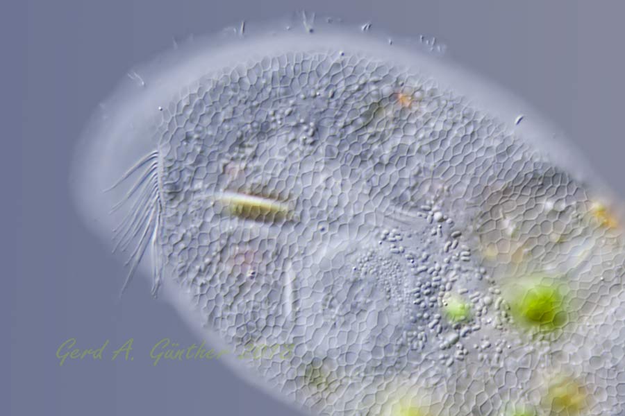 Mikroskopia, Mikrofotografie, Mikrokinematografie, Gerd Günther