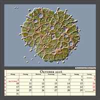 Botryococcus braunii