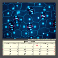 Tradescantia-Epidermis, Fluoreszenz