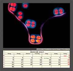 Cyanobakterien Gattung Chroococcus, Auflicht-Fluoreszenz, UV-Anregung