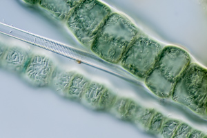 Red alga Compsopogon