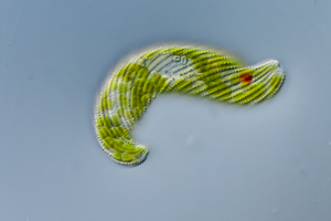 Lepocinclis spirogyroides