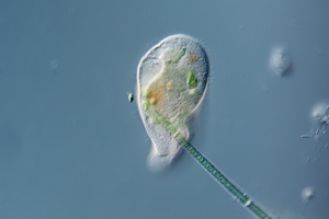 Woodruffia feeding on cyanobacteria