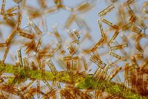 Diatomeen Diatoma auf Cladophora