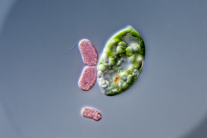 Sulfur bacteria and Euglena sp.