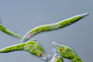 Euglena mutabilis