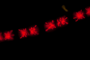 Zygnema sp., Autofluoreszenz