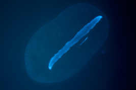 Metaradiophrya sp., division stage, DAPI, fluoressence