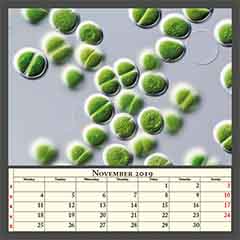 Chroococcus turgidus (CCAC 3370 B)