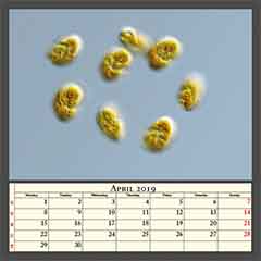 Hemidinium sp. (CCAC 3931 B)