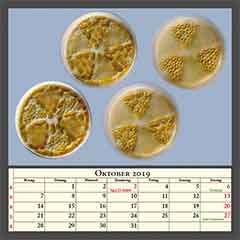 Actinoptychus senarius (CCAC 8595 B)