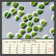 Chroococcus turgidus (CCAC 3370 B)