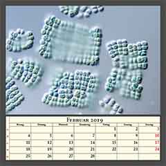 Merismopedia sp. (CCAC 7147 B)