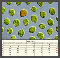 Haematococcus pluvialis