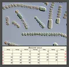 Anabaena sp.