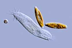 Holosticha Ciliate, Navicula