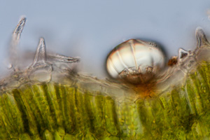 Bergbohnenkraut, Blatt mit Drüsenzelle