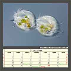 Euplotes sp. Ciliaten, Zellteilung Endstadium, Bildbreite 0,24mm