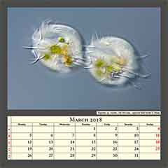 Euplotes sp. ciliates, cell division, captured field width 0,24mm