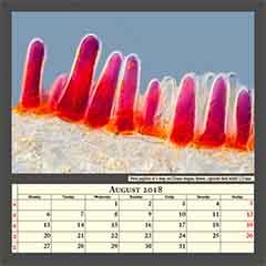 Petal papillae of a deep red Zinnia elegans flower, captured field width 0,25mm