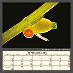 Chara sp. mit Oogonium und Antheridium (orange), Bildbreite 2mm