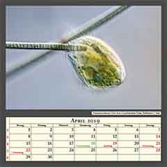 Pseudomicrothorax Ciliat frisst Cyanobakterien-Faden, Bildbreite 0,17mm