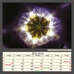 Vinca minor, Blick auf den Blütenboden, Bildbreite 3mm
