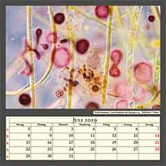 Rhodobakterien, Cyanobakterien und Spirogyra sp. , Bildbreite 0,26mm