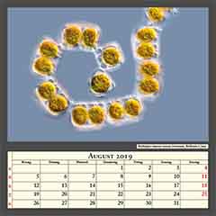 Biddulphia alternans marine Diatomeen, Bildbreite 0,2mm
