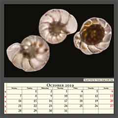 Recent North sea  forams, image width 1mm