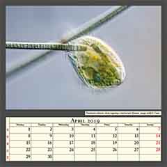 Pseudomicrothorax ciliate ingesting cyanobacteria filament, image width 0,17mm