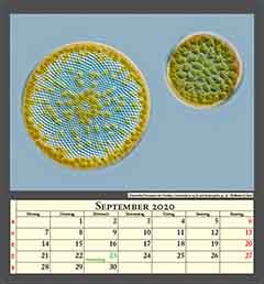 Zentrische Diatomeen der Nordsee, Coscinodiscus sp.(l) und Actinocyclus sp. (r) , Bildbreite 0,2mm