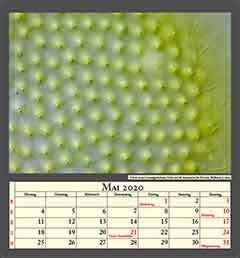 Volvox aureus Grünalgenkolonie, Fokus auf die Aussenseite der Kolonie, Bildbreite 0,1mm