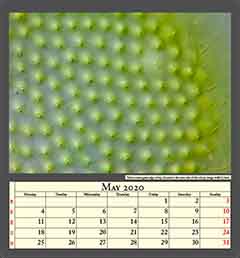 Volvox aureus green alga colony, focused to the outer side of the colony, image width 0,1mm