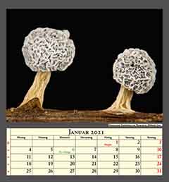 Myxomyceten Fruchtkörper von Physarum sp., Bildbreite 1mm