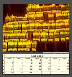 Butterfly Wing scales of Urania ripheus, Madagascar, image width 0,5mm