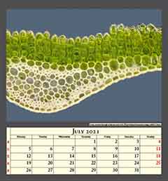 Cross section through a haircap moss leaf, Polytrichum formosum, image width 0.2mm