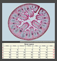 Cross section of a leaf of the beach grass, Ammophila arenaria, staining with acridine red and nuclear black, image width 1mm