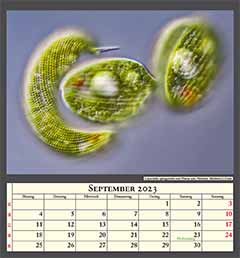 Lepocinclis spirogyroides und Phacus spec. Protisten. Bildbreite 0,17mm