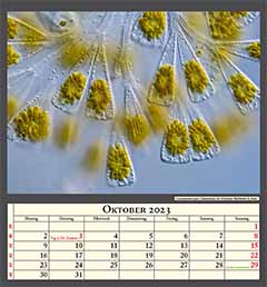 Licmophora spec. Diatomeen der Nordsee. Bildbreite 0,3mm