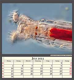 Bdelloides Rädertier Philodina spec. Bildbreite 0,25mm