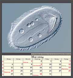 Ciliat Metaradiophrya spec., Kommensale im Darm von Eisenia foetida (Kompostwurm). Bildbreite 0,2mm