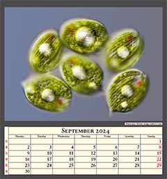 Phacus spec. Protists. Image width 0,17mm