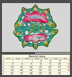 Cross section through the seed (double achene) of fennel,  Foenicum vulgare. Image width 5mm