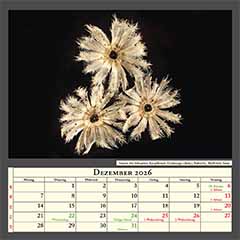Samen des behaarten Knopfkrauts (Galinsoga ciliata), Aufsicht, Bildbreite 3mm