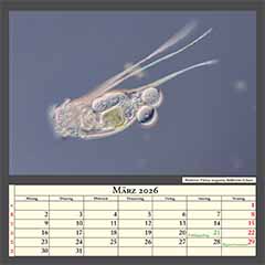 Rädertier Filinia longiseta, Bildbreite 0,5mm