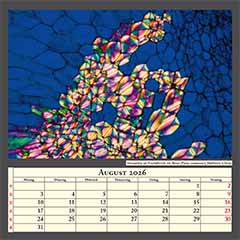 Steinzellen im Fruchtfleisch der Birne (Pyrus communis), Bildbreite 0,5mm