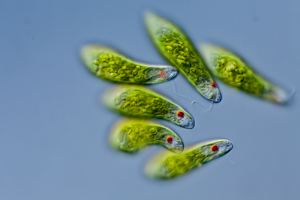 Euglena sp. protists