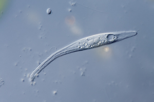 Ciliate Litonotus